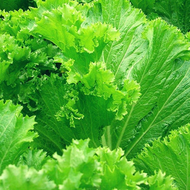 hạt giống cải bẹ mào gà cao sản