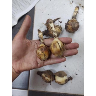 củ giống  hoa bỉ ngạn đỏ củ đẹp