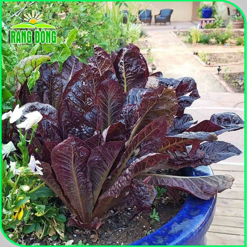 Hạt giống Xà Lách Romaine Tím dễ trồng, giàu dinh dưỡng, sinh trưởng khỏe (gói 2 gr) - Hạt giống Rạng Đông