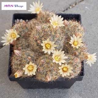 Xương rồng mami nhện vàng