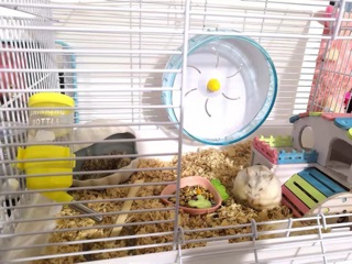💜 WHEEL CHẠY DÀNH CHO HAMSTER 💜