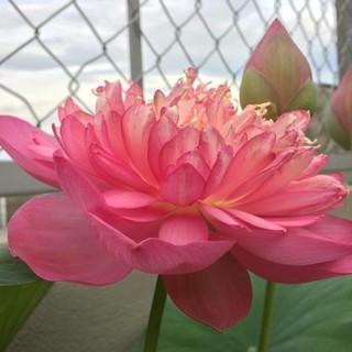 Hạt giống sen bách diệp hồng ( 1 gói 5 hạt )