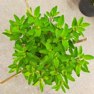 Cây kim đồng vàng