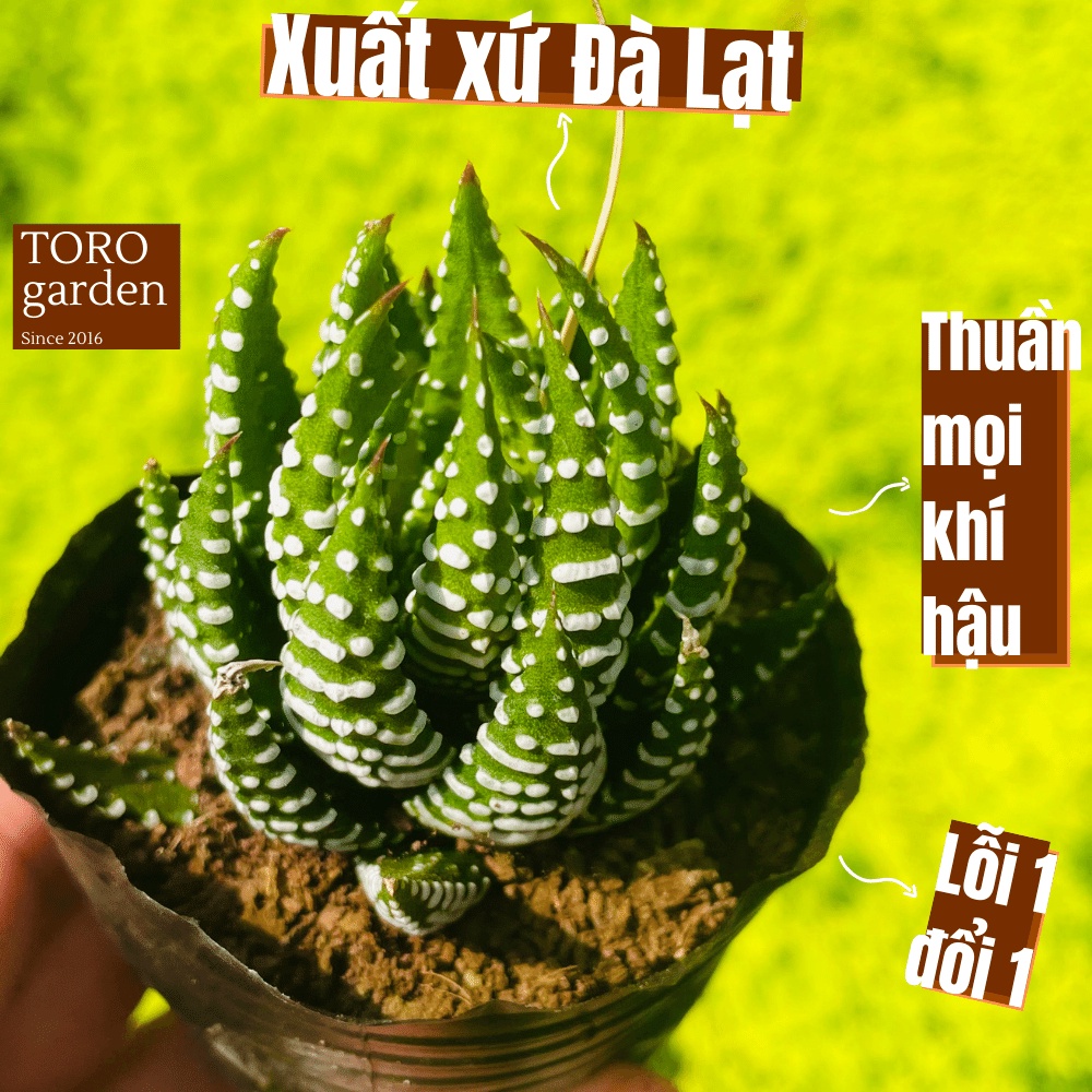 Sen đá móng rồng Đà Lạt size bé cây cảnh trang trí nhà cửa Toro garden