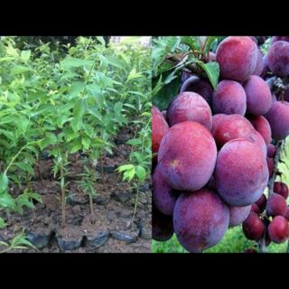 Cây mận tam hoa giống