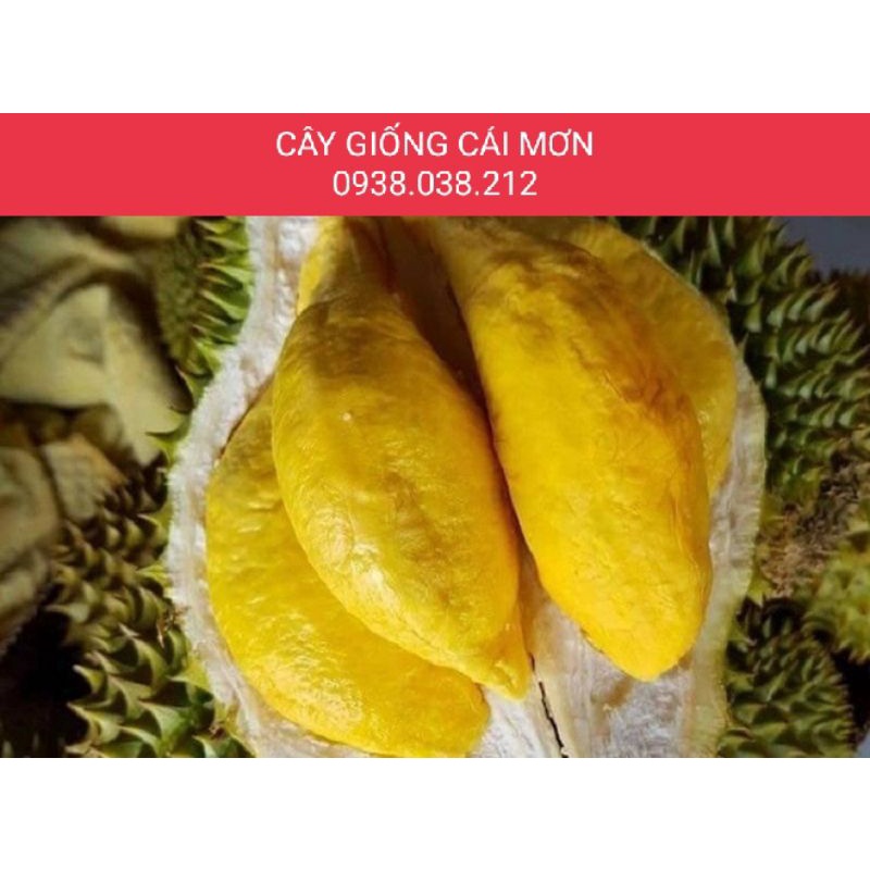 CÂY GIỐNG SẦU RIÊNG MUSANG KING