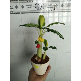 Chậu chuối đất sét size nhỏ