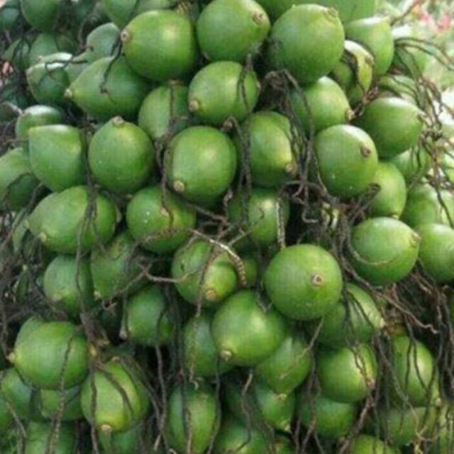 Cây CAU LÙN  lớn