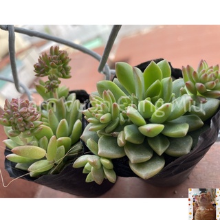 Sen Đá Mặt Trời 🌞🌞🌞 - Size Bầu