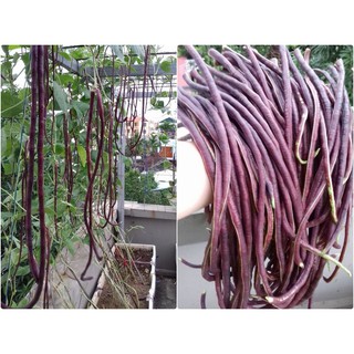 10GR - HẠT GIỐNG ĐẬU ĐŨA LEO ĐỎ