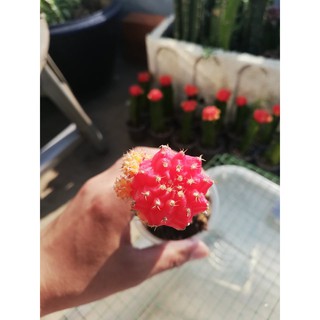 Xương rồng tháp