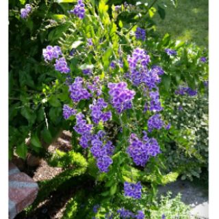 Cây Chủi Ngọc Tím Duranta Erecta