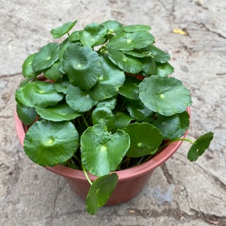 CỎ ĐỒNG TIỀN - CÂY RAU MÁ KIỂNG