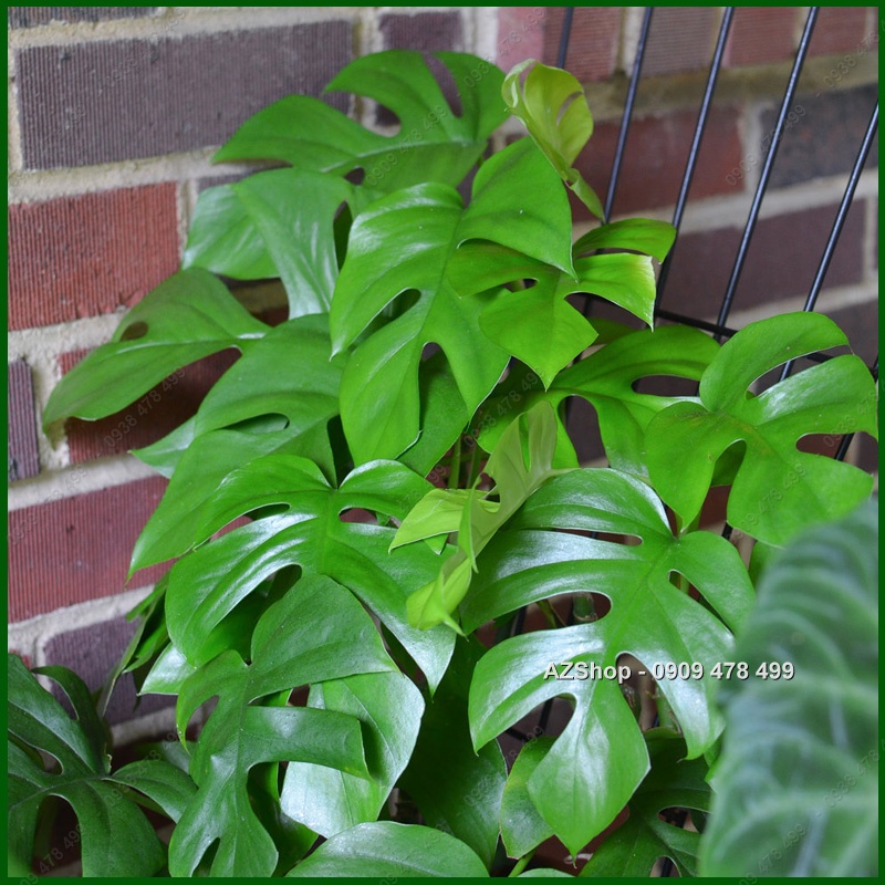 Cây Trầu Bà Lá Xẻ Thân Leo Monstera Mini - Kiểng Lá Trang Trí