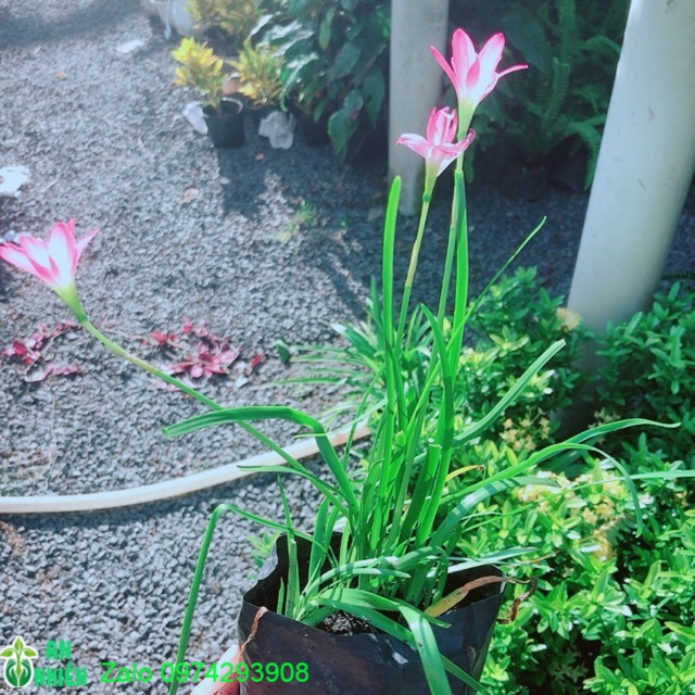 Hoa Huệ Mưa (hoa tóc tiên)