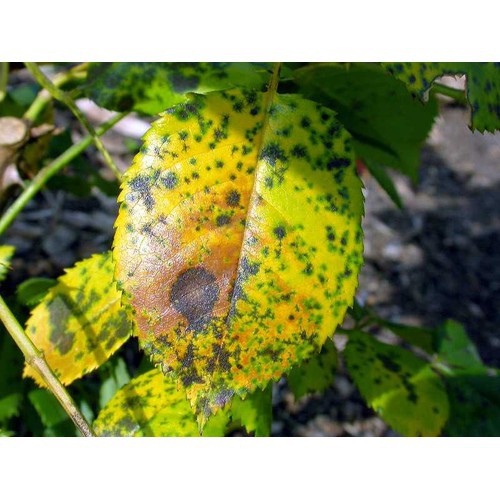Ridoxanil 800WP Đặc Trị Đốm Lá Hoa Hồng - Ridoxanil 800WP