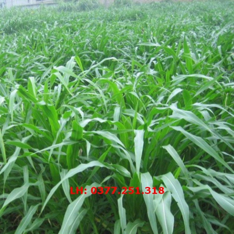 Giống Cỏ Sudan Lai Năng Suất Cao (Gói 1 Kg) - Cỏ Cao Lương, Cỏ Chăn Nuôi Trâu, Bò, Dê, Thỏ, Cá, Ngựa ...