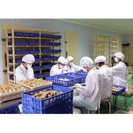 10kg Bột hành tây - Onion powder ướp thịt thơm ngon siêu sạch giảm cân