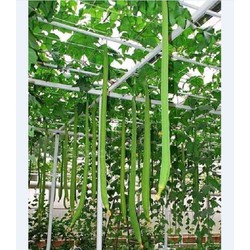 Gói 1gr hạt giống mướp hương siêu dài 1.2m
