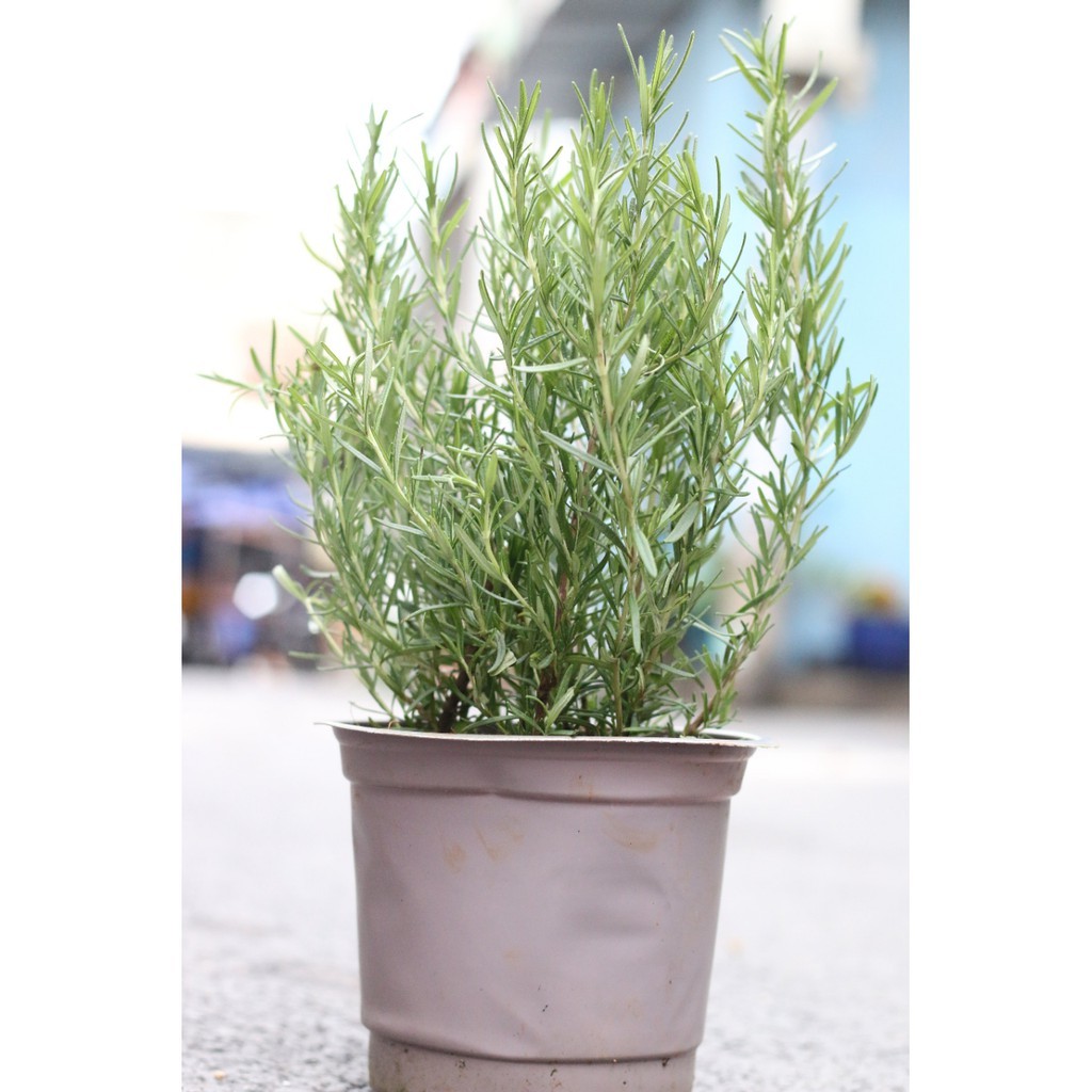 Chậu Cây Hương Thảo( Rosemary ), Chậu 3 Đến 4 Cây Như Hình Cao 25cm đến 30cm| Hoàng Trâm Green globe