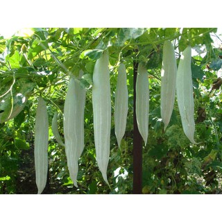 Hạt giống mướp hương