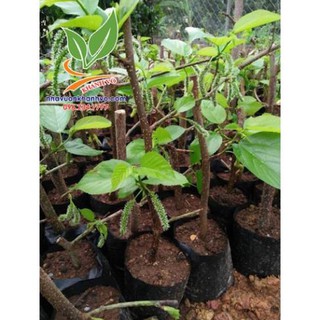 Sản phẩm cây giống DÂU QUẢ DÀI ĐÀI LOAN - Cây giống chuẩn F1- SIÊU QUẢ + Tặng (0,3kg) phân hữu cơ cao cấp