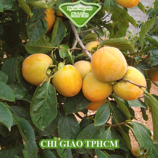 Hồng dòn Đà Lạt ngon ngọt