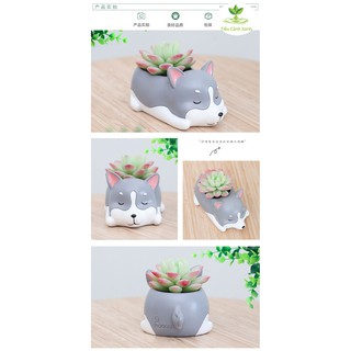 Chậu cây Husky ngủ say