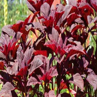 HẠT GIỐNG RAU DỀN ĐỎ GÓI 4GR (HTR)