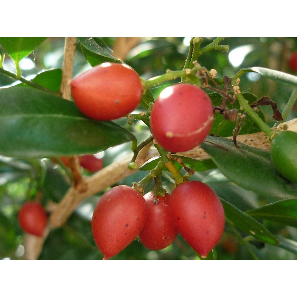 HẠT GIỐNG HOA NGUYỆT QUẾ - 5 Hạt/ gói