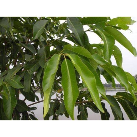 Lá vối khô 1kg hàng loại 1