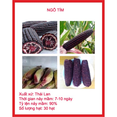 hạt giống ngô đen gói 30 hạt