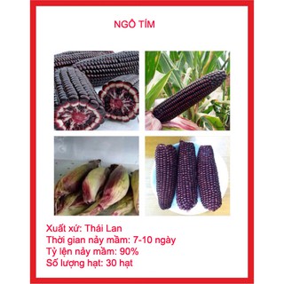 Hạt giống ngô đen gói 30 hạt