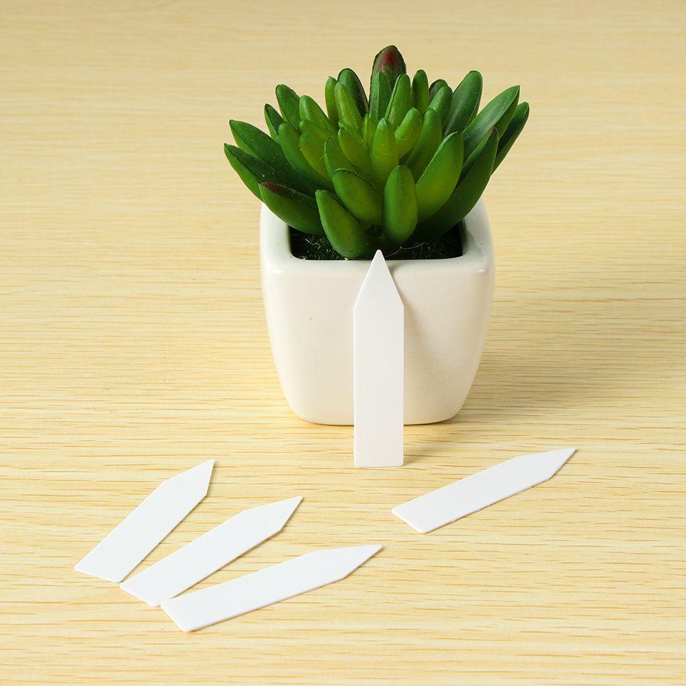 100 Hạt Giống Cây Chống Thấm Nước