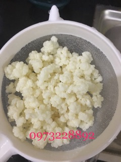 Nấm sữa kefir/Milk kefir