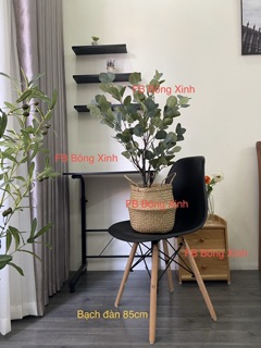 Cây Bạch đàn cao cấp