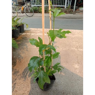 combo 3 Bầu Chanh Dây leo tím (Chuẩn Giống Cây Trồng)