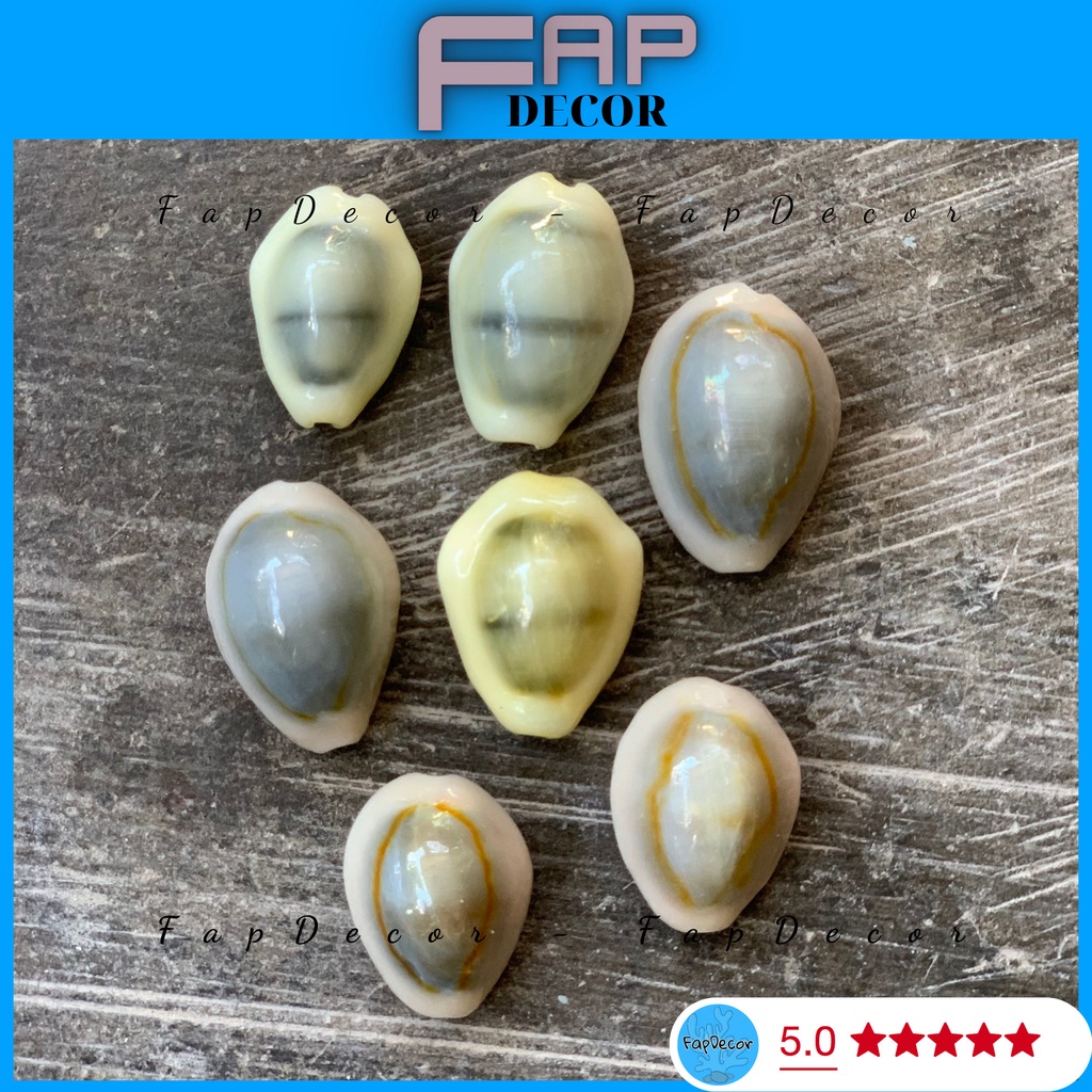 ỐC NGỌC TRAII PHONG THỦY DECOR TRANG TRÍ NHÀ CỬA, VỎ ỐC TRANG TRÍ THỦY SINH PHONG THỦY