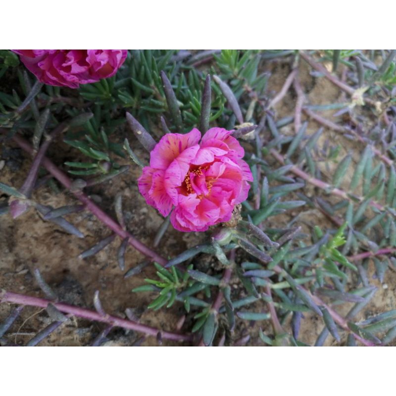 Set 15 cành hoa mười giờ Thái kép màu hồng mật ong
