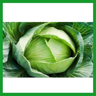 Hạt giống Cải Bắp Xanh