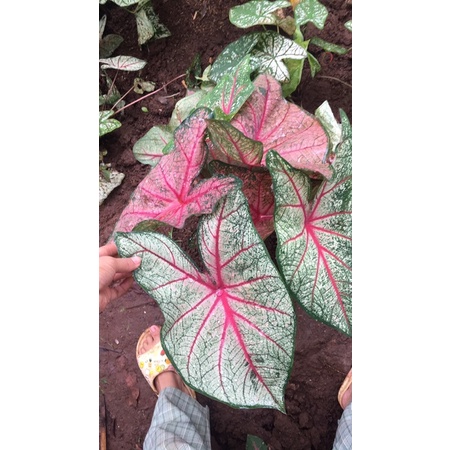 Môn hồng môn hồng gân đỏ