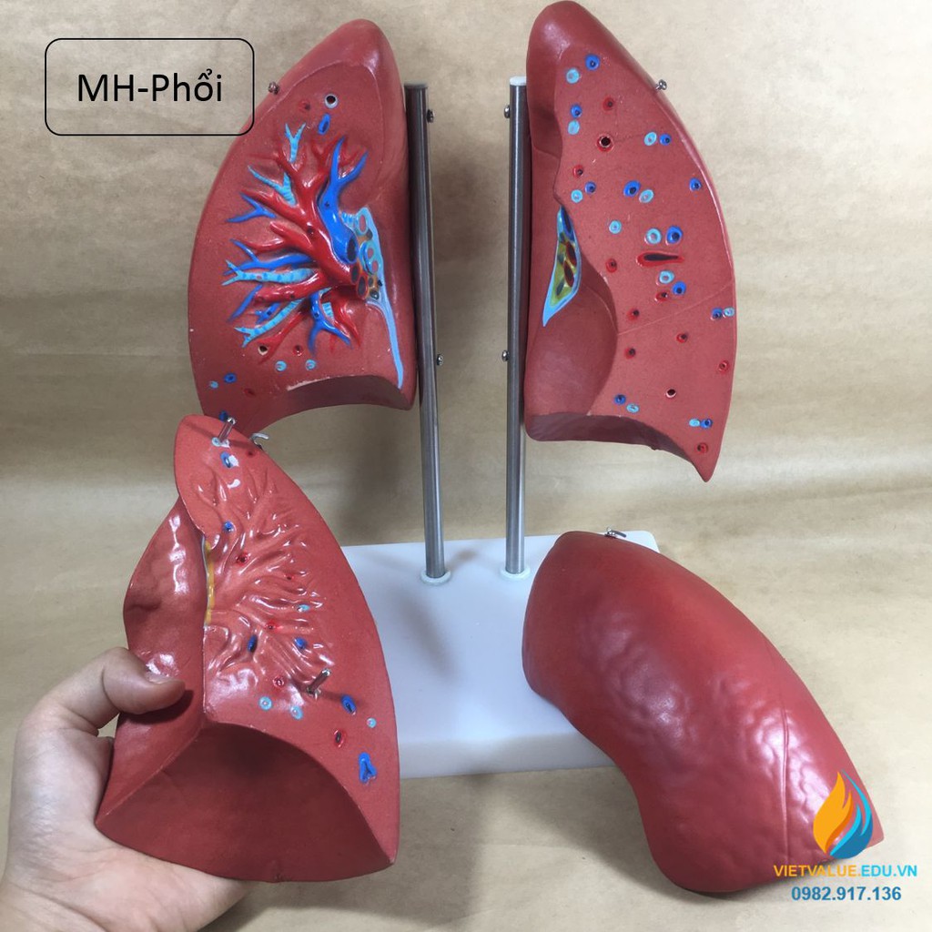 Mô hình hai lá phổi người có chân đế, mô hình giảng dạy giải phẫu học người