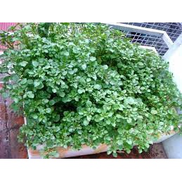 1000 Hạt Giống Cải Xoong Mỹ Dễ Trồng