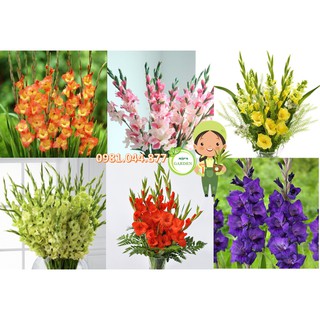 50 Củ hoa lay ơn- Củ hoa Dơn Hà Lan size to, củ khỏe, có hướng dẫn kỹ thuật đi kèm