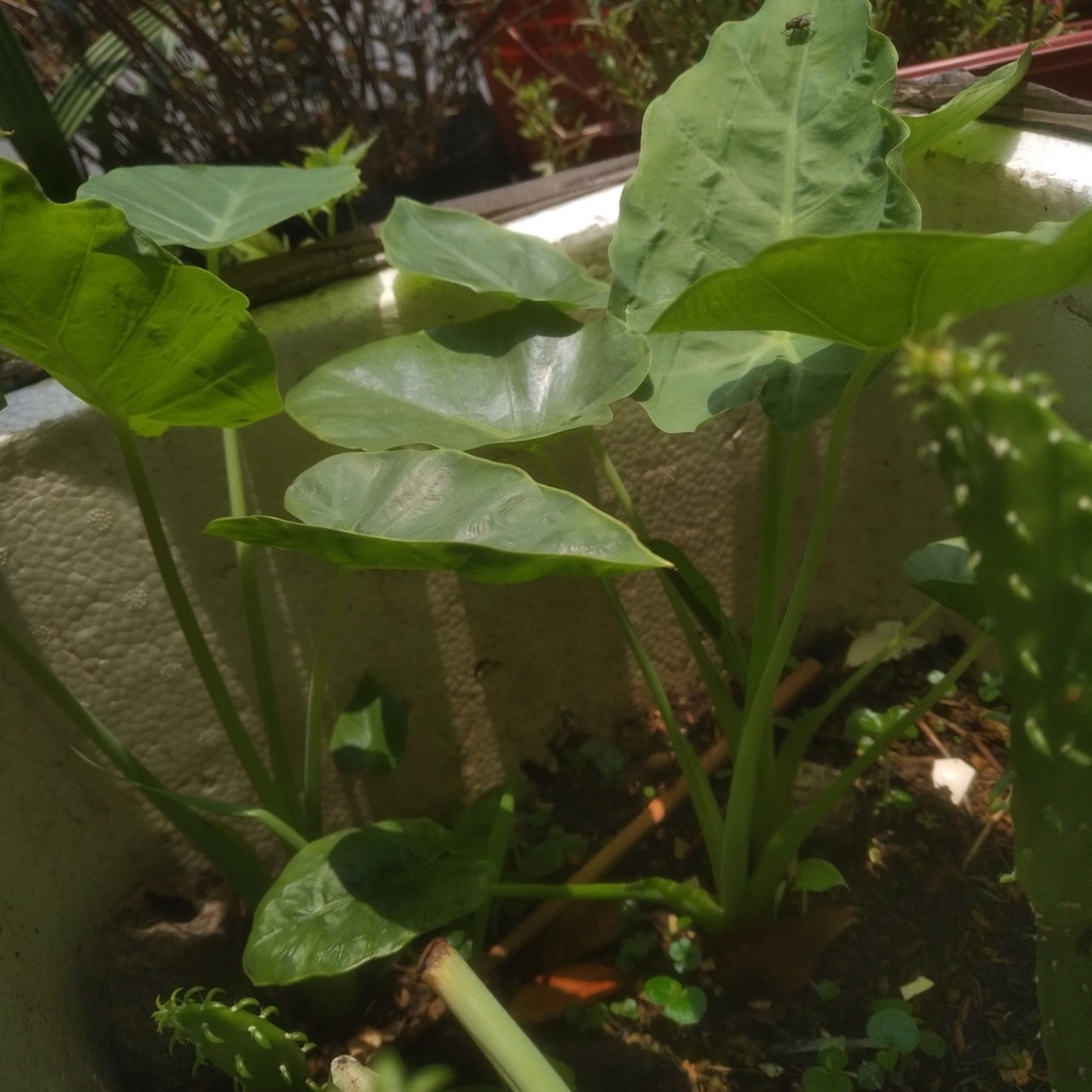 Nowship Cây bạc hà nấu canh chua cao 20 CM  - Cây dọc mùng cao 20cm