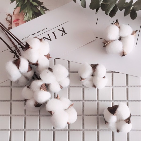 Bông gòn trắng phụ kiện trang trí chụp ảnh, cành hoa khô cotton decor cắm lọ để bàn, tủ xinh xắn