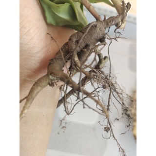 Hạt Giống Sâm Đất Dễ Trồng Lấy Rau và củ