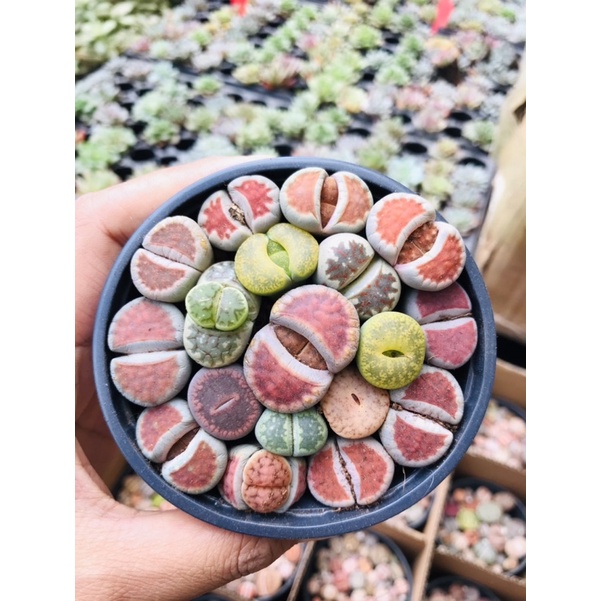 Chậu Sen Mông Nhiều Màu- Sen Đá Lithops Thạch Lan