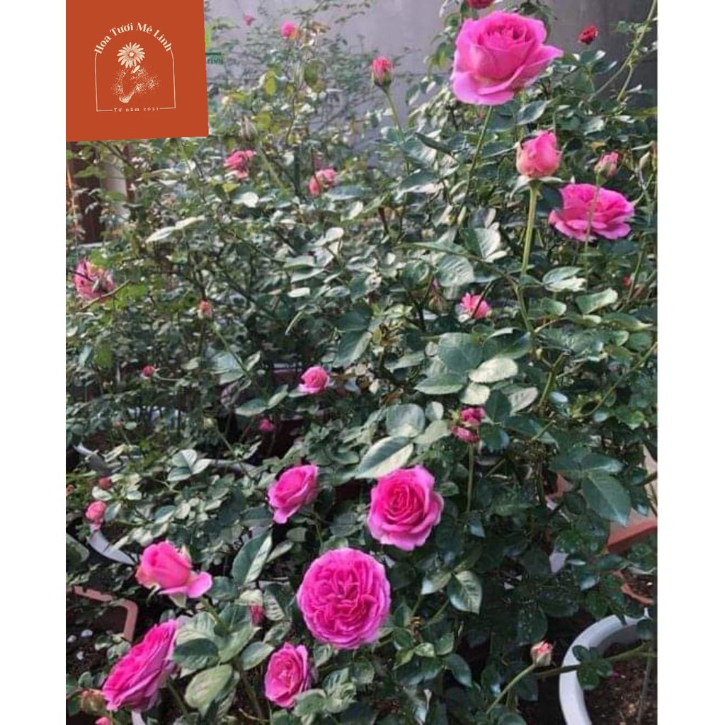 Cây hoa hồng ngoại lafont [hoatuoimelinh]