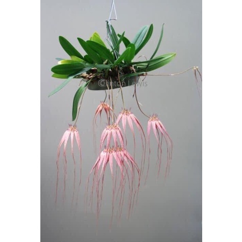 Hoa Lan râu tiên HOA TẾT